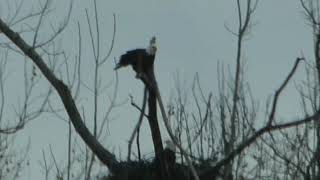 January 26 Both Eagles together in nest tree