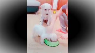 Caring Dogs compilation | Cute