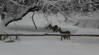 Снег гонит косуль на поиски яблок.