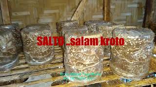 no 169 semut tidak mau minum dan makan ..semut dari alam dan RATU PRODUKTIF