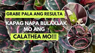 GUSTO MO BANG MAPA BULAKLAK ANG CALATHEA MO? DO THIS!