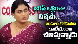 జగన్ ఒళ్లంతా విషమే | YS Sharmila Sensational Counter to Vijaya Sai Reddy About Jagan | NTIMES