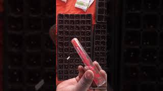 Market Garden: Episode 1/starting Bell pepper seeds indoors+#marketgatden  #blackfarmers