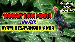 PARA PENGHOBY AYAM WAJIB TAUNIH Manfaat Daun Pepaya Untuk Ayam Kesayangannya#ayambangkok#ayamkampung