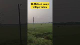 buffaloes in my village fields