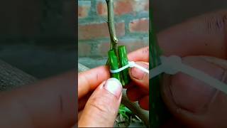 Great Technique Propagate Lemon Tree with Hormone #shorts #naturefarm #grafting #gardening #viral