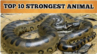 Top 10 Strongest Animals