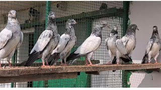 breeding #pigeonbreedingtips #pigeon #tedybreed #kabutar