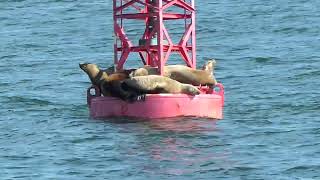 Wildlife Quest Sitka Boat Tour