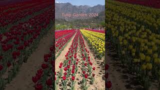 Tulip Garden,Kashmir