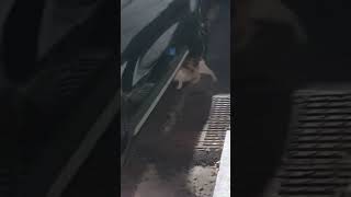 Cat hiding under the car