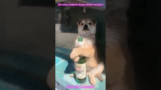 This DRUNK DOG Needs AA ASAP! This Dog Can Outdrink Your @ss! #Shorts