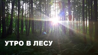 Раннее утро в лесу. Early morning in the forest.