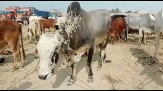 Best and fantistic kamran cattle farm