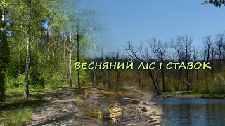 Весняний ліс і ставок