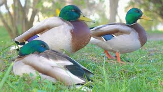 Mallard Duck Drake Bros Trying to Rest in the Park [4K] ...Too Much Noice Pollution