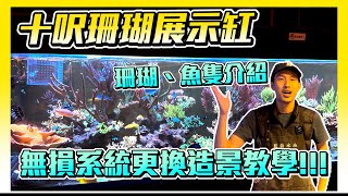 【藍箱水族】十呎展示缸 珊瑚品種名稱解說！更換造景前的紀錄！買硬骨要怎麼選？金米粉的繁殖故事～