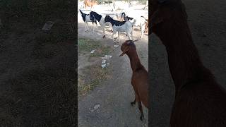 Beautiful goats go to the river for water  🐏🐐🐏🐐🐏🐐🐄🐄😍😍😍🙏