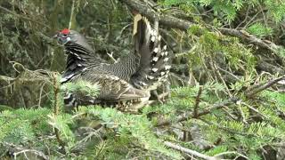 Male Spruce Grouse Display