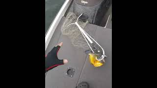 Devoradora de isca #shortvideo #pescaria #shorts #shot #pesca #fish #fishing #fishingvideo #