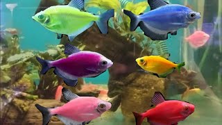 mengenal ikan glow fish ikan yang cantik warnanya