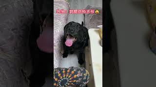 labrador露出詭異的笑容給媽媽看