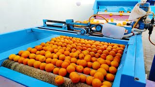 orange polish and washing machine || kinno polish factory in  Layyah || orange Grading machine