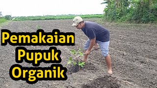 Cara Pemakaian Pupuk Kompos  Kebun Jambu Kristal