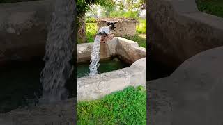 fresh water and old 🌲 tree # beautiful #views #جميل #السعودية #shortvideo #السعودية #dubai #india