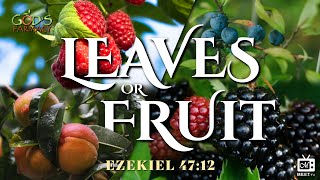 Leaves or Fruit | Sis. Lynn Neeley