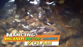 mancing ikan mujair betok masuk kolam