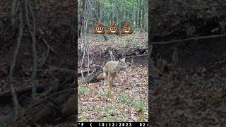 If a Coyote 💩’s in the Woods and No One Is Around to Smell It Does It Stink? #trailcamera #hunting