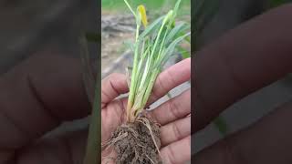 Pink Stem Borer in wheat  #youtubeshorts #satisfying #shorts