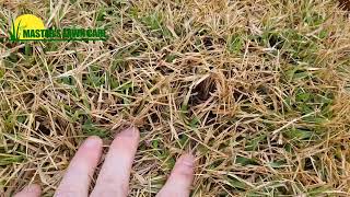 Why is my Zoysia lawn brown after the frost?