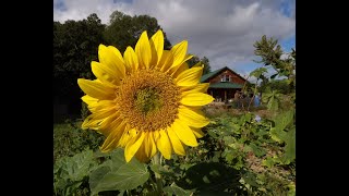 Fall Cleanup And Teaching A Regenerative Farm Class