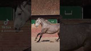 Cavalo não se comunica por palavras, mas por sentimentos.