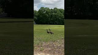 A couple of geese I saw on a walk #nature