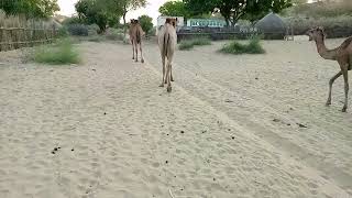 #desert #beautiful #camel #video #viral