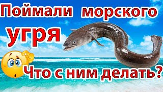 Как разделывать морского угря?