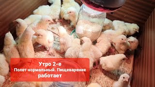 Утро 2-е. Результаты освоения комбикорма цыплятами бройлера.