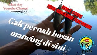 🔴Pesta strike ikan nila pakai umpan cacing