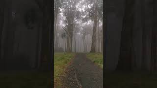 Morning Fog VIC Australia #nature #calming #wildlife  #hikinginvictoria #Shorts