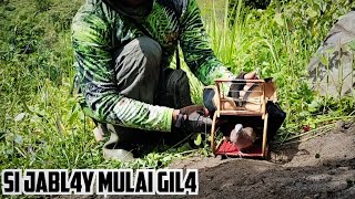 Tekukur Ajaran Si Jabl4y Mulai Gil4, Setelah Disambar Elang