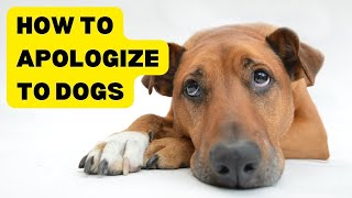 Oops, Sorry Buddy! - The Art of Doggy Apologies