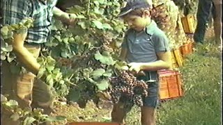 Vendemmia a mano anni 90 raccolta dell'uva manuale agricoltura di una volta Casarsa della Delizia