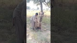 Where is the baby camel?#shorts #viralvideo #ytshorts