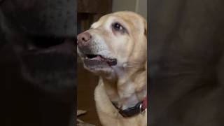 Seeley the yellow lab scolds dude the out of control German Shepherd