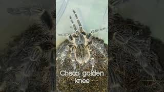 Chaco Golden Knee Tarantula Pet Spider, Grammostola pulchripes, Giant Spider