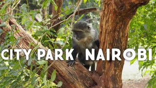 city park NAIROBI/ affordable places to visit in Nairobi Kenya 🇰🇪