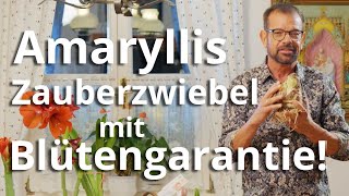 AMARYLLIS – für diese Pflanze brauchst du KEINEN grünen DAUMEN!